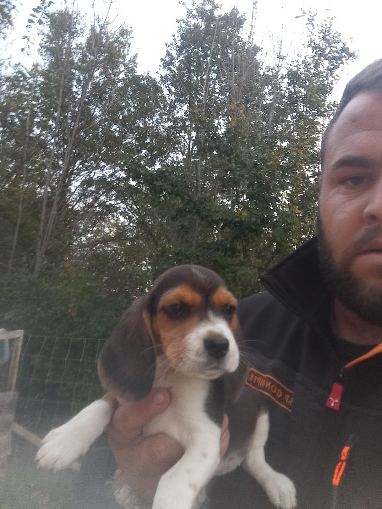 Des Meneurs d'Ariege - Chiot disponible  - Beagle