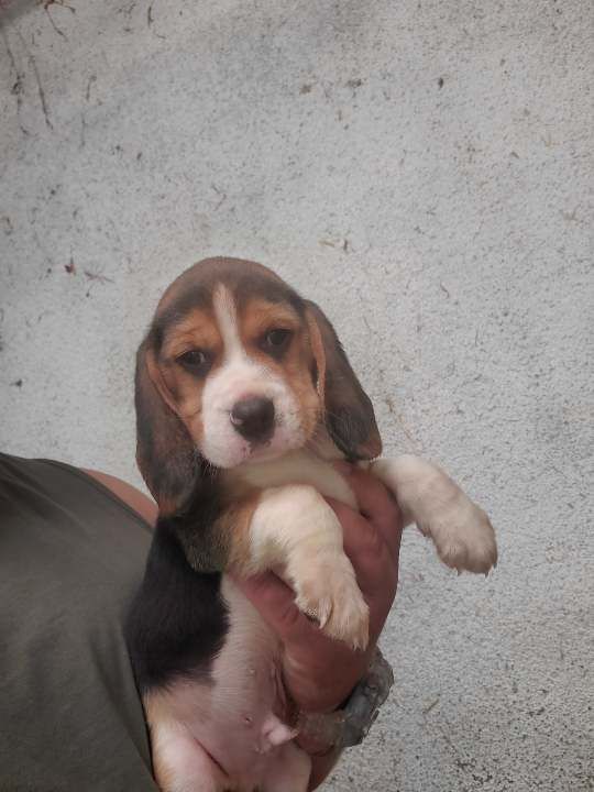 Des Meneurs d'Ariege - Chiot disponible  - Beagle