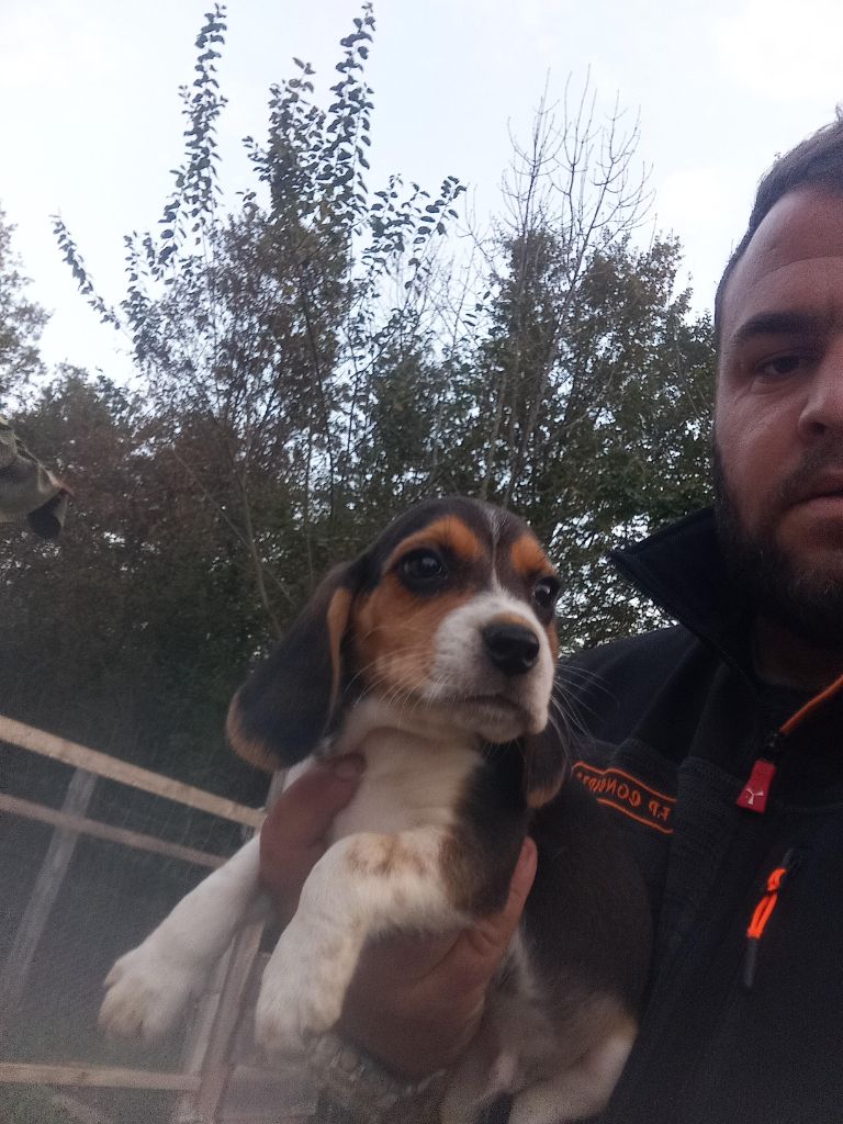 Des Meneurs d'Ariege - Chiot disponible  - Beagle