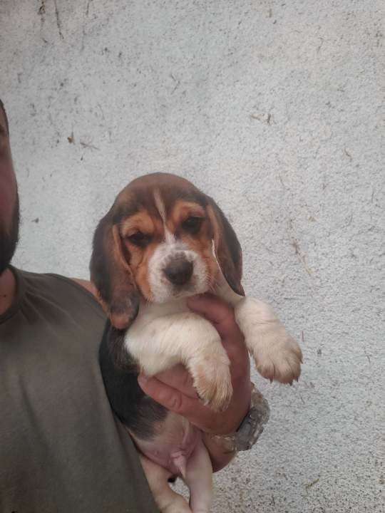 Des Meneurs d'Ariege - Chiot disponible  - Beagle