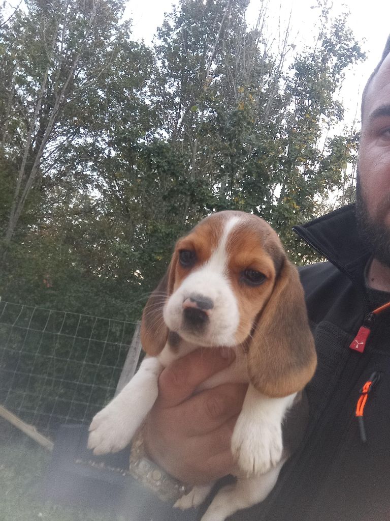 Des Meneurs d'Ariege - Chiot disponible  - Beagle