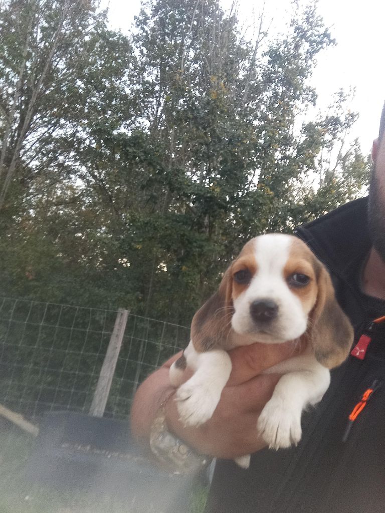 Des Meneurs d'Ariege - Chiot disponible  - Beagle