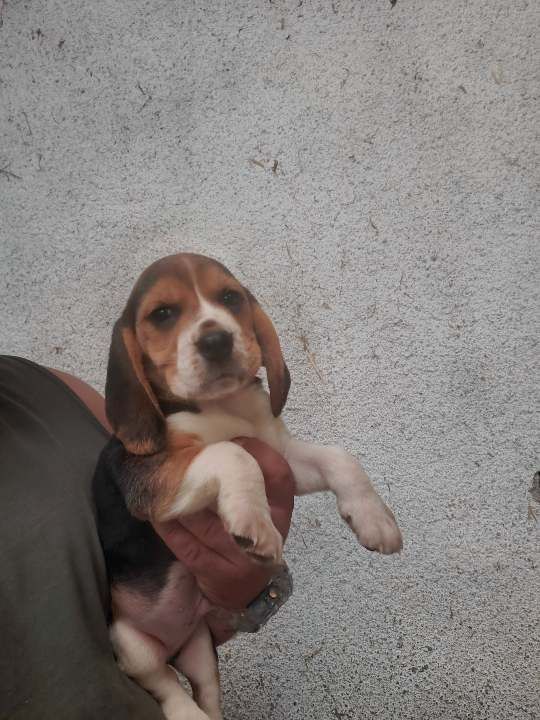 Des Meneurs d'Ariege - Chiot disponible  - Beagle