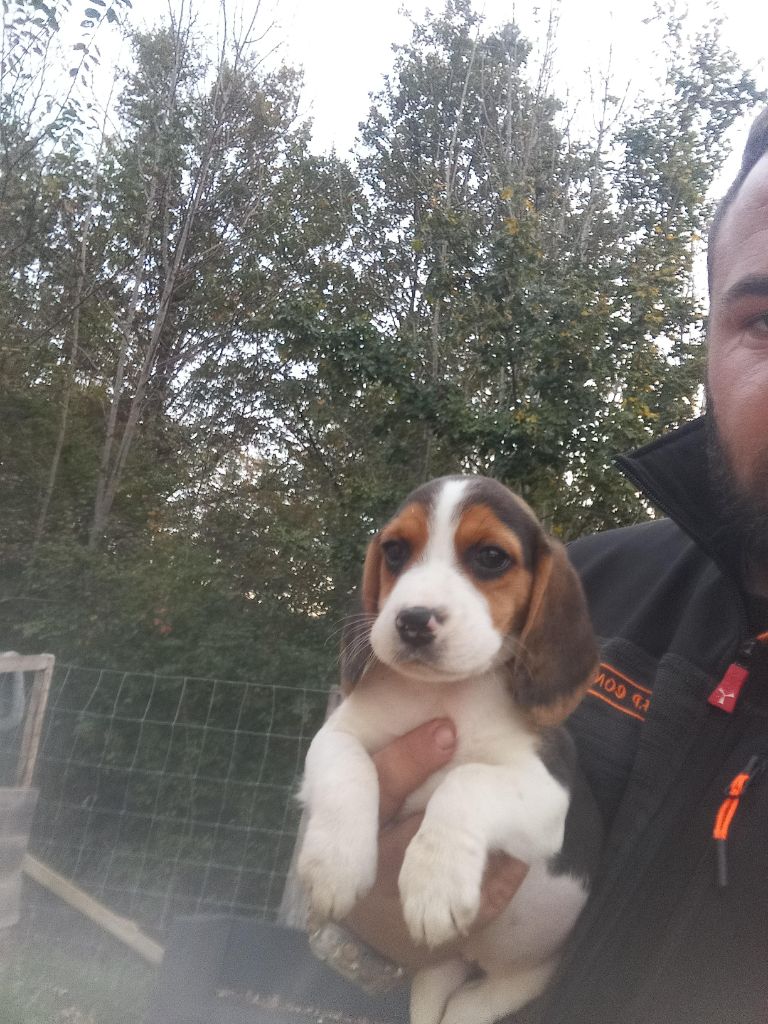 Des Meneurs d'Ariege - Chiot disponible  - Beagle