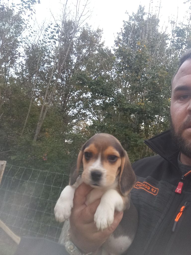 Des Meneurs d'Ariege - Chiot disponible  - Beagle