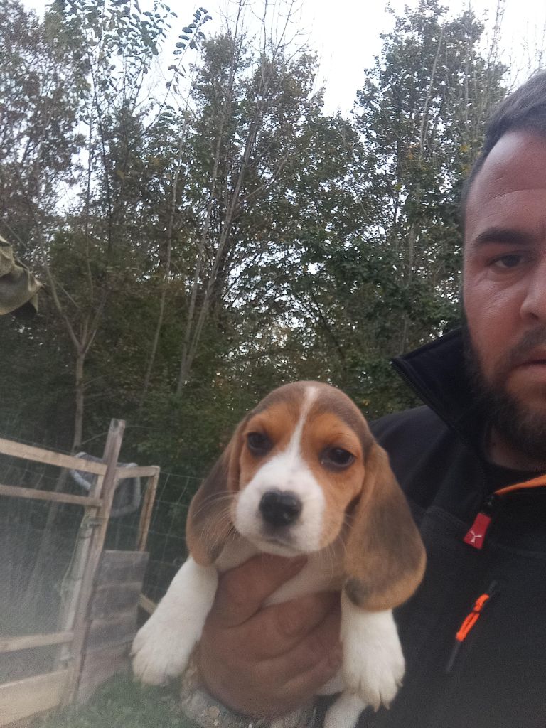 Des Meneurs d'Ariege - Chiot disponible  - Beagle