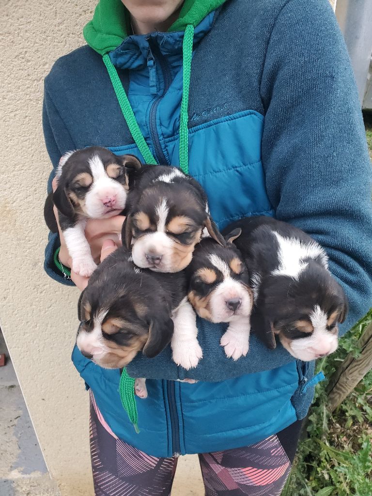 chiot Beagle Des Meneurs d'Ariege