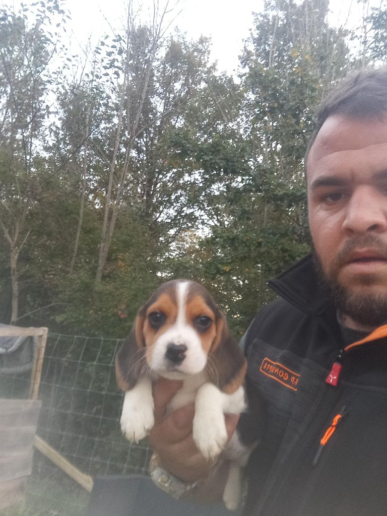 Des Meneurs d'Ariege - Chiot disponible  - Beagle