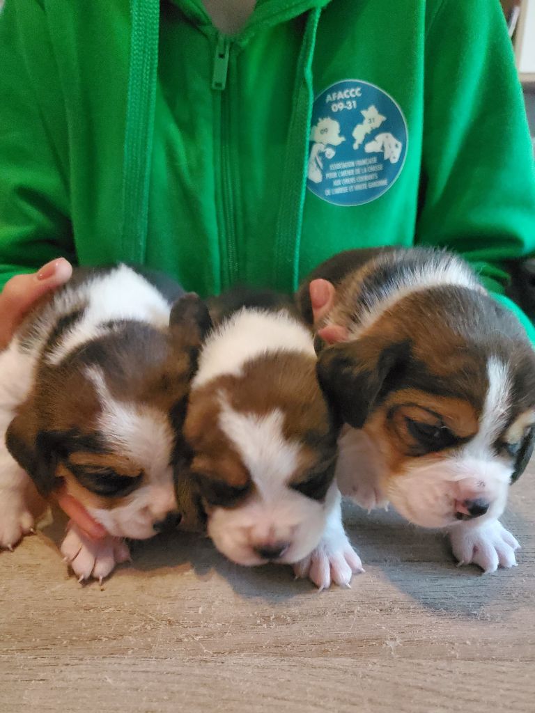 chiot Beagle Des Meneurs d'Ariege