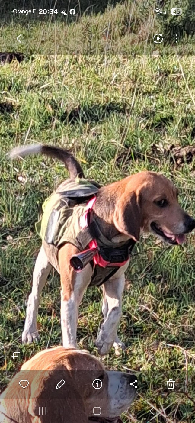 Samba des cerisiers de l'aval