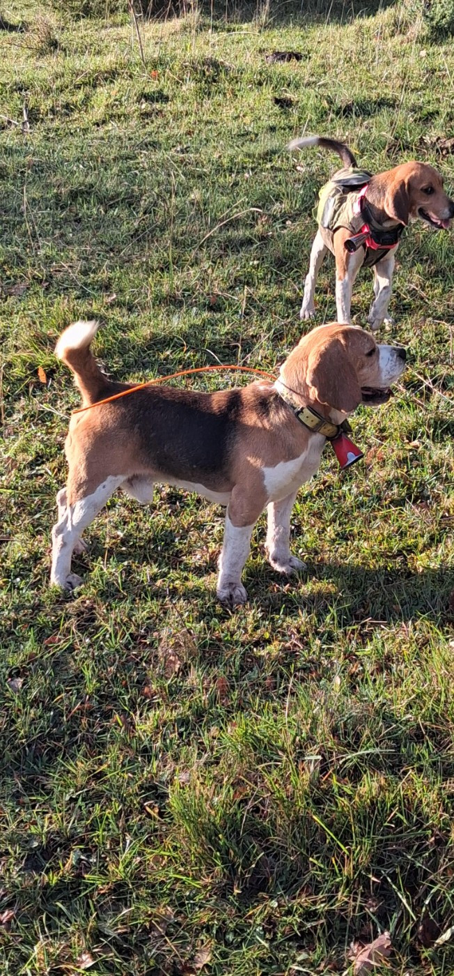 Roucky De La Terrible Menée