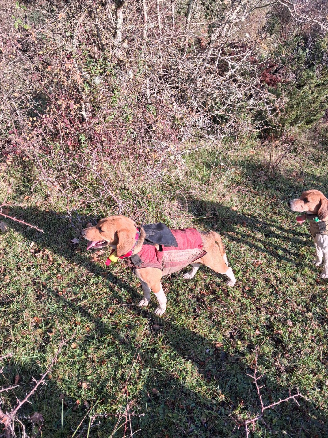 Tess des cerisiers de l'aval
