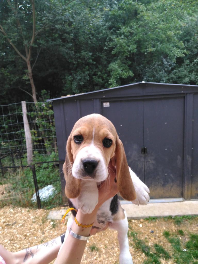 Des Meneurs d'Ariege - Chiots disponibles - Beagle