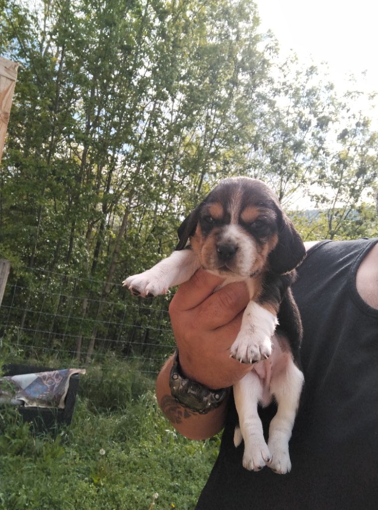 Des Meneurs d'Ariege - Chiots disponibles - Beagle