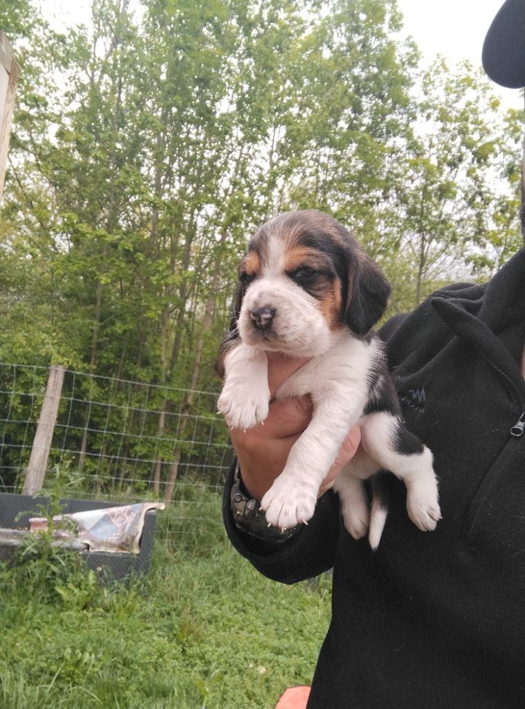 CHIOT
