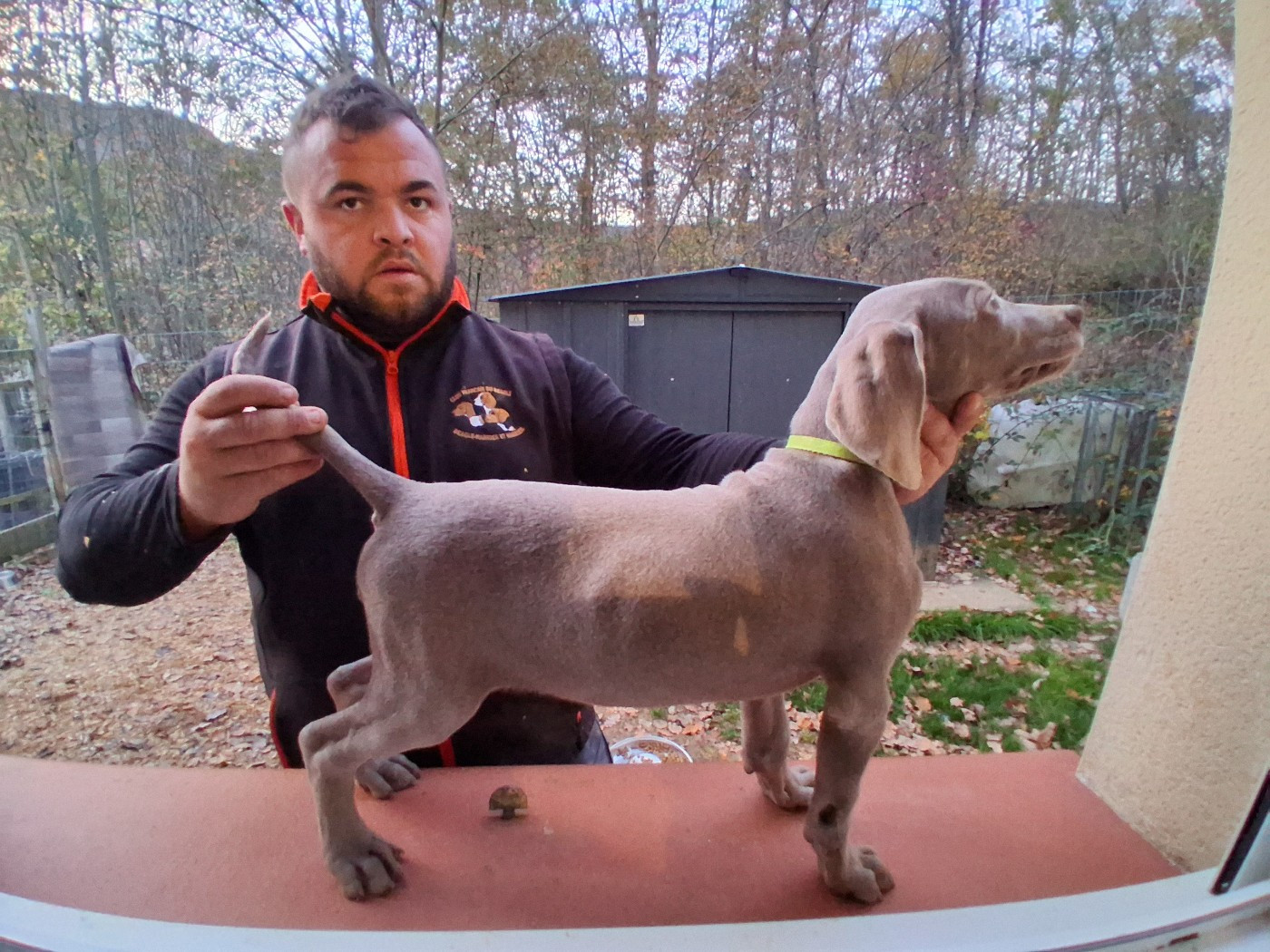 Des Meneurs d'Ariege - Chiots disponibles - Braque de Weimar