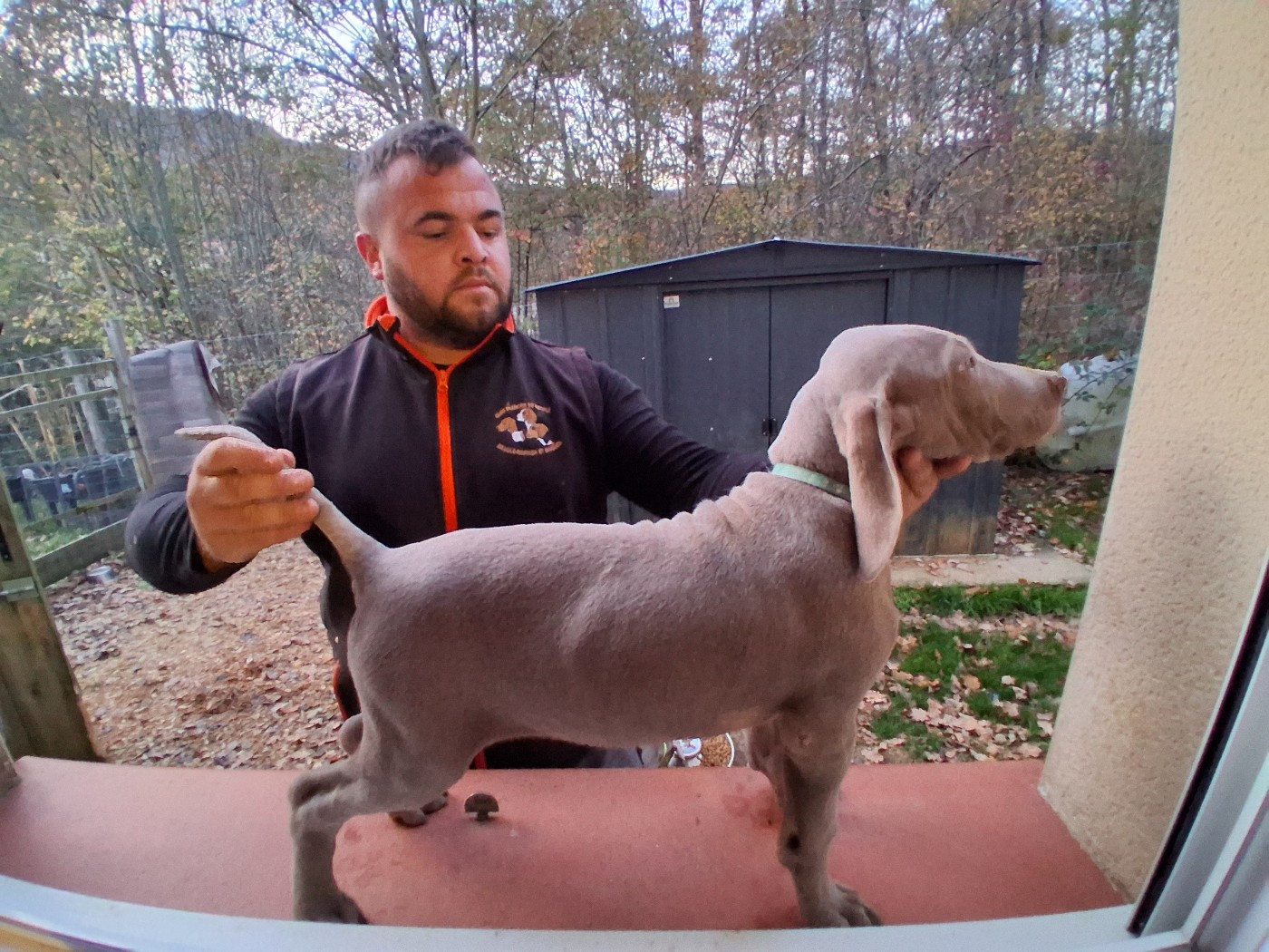 Des Meneurs d'Ariege - Chiots disponibles - Braque de Weimar