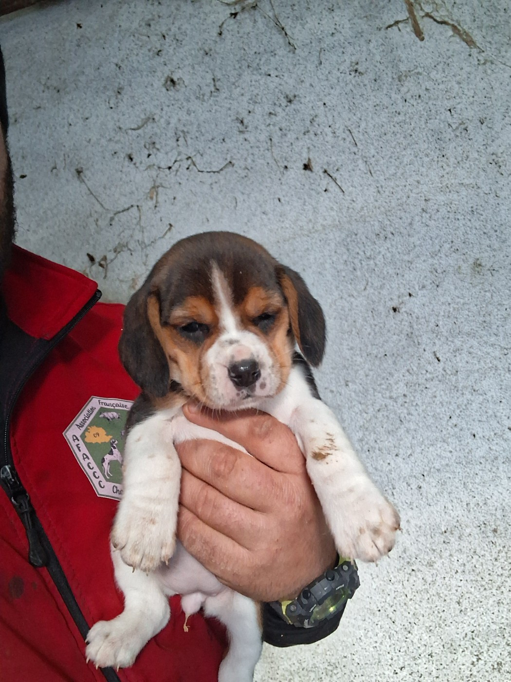 Des Meneurs d'Ariege - Chiots disponibles - Beagle
