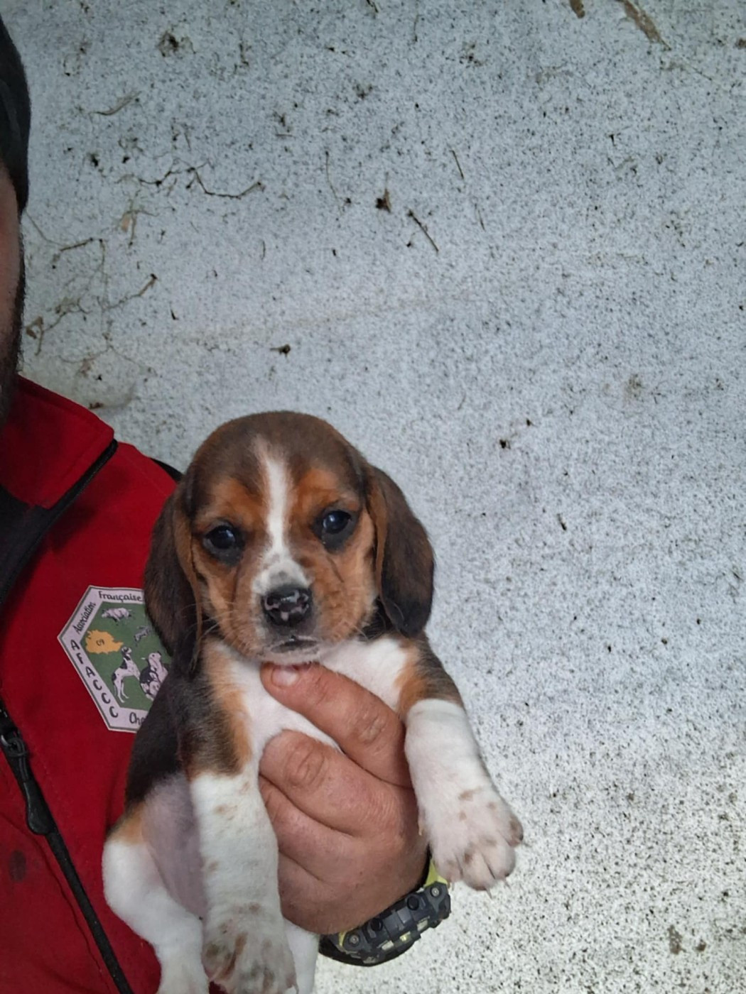 Des Meneurs d'Ariege - Chiots disponibles - Beagle