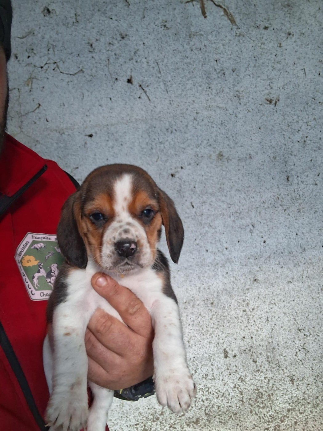 Des Meneurs d'Ariege - Chiots disponibles - Beagle