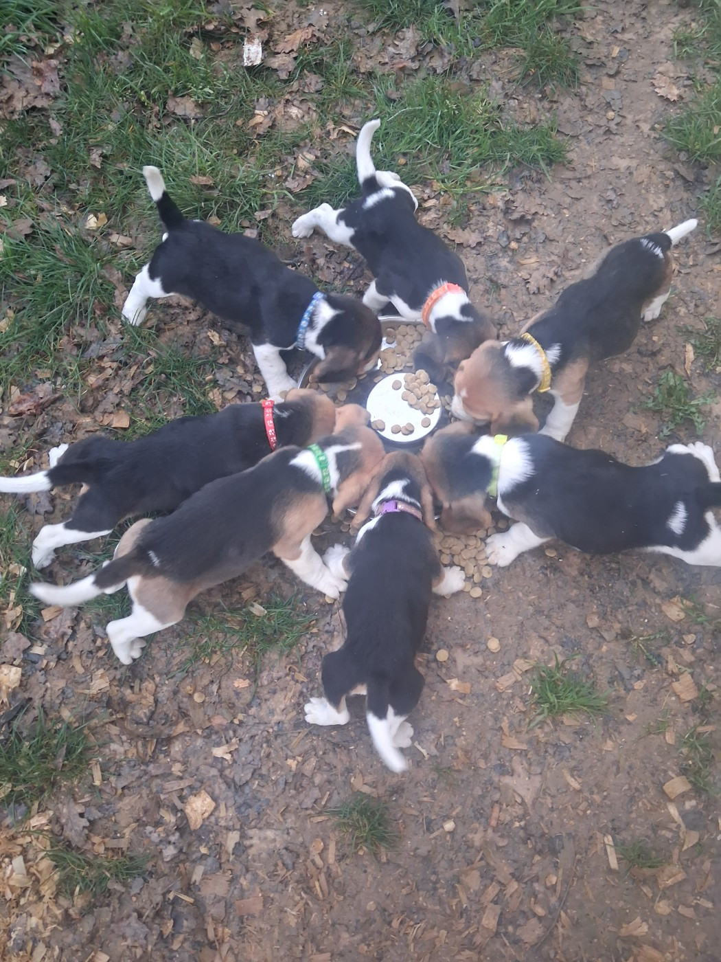 Des Meneurs d'Ariege - Beagle - Portée née le 29/12/2025