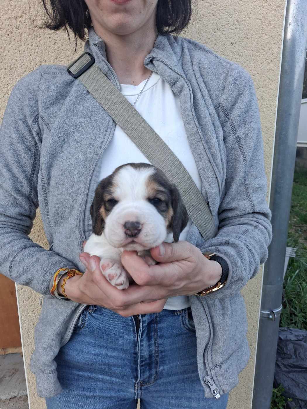 Des Meneurs d'Ariege - Chiots disponibles - Beagle