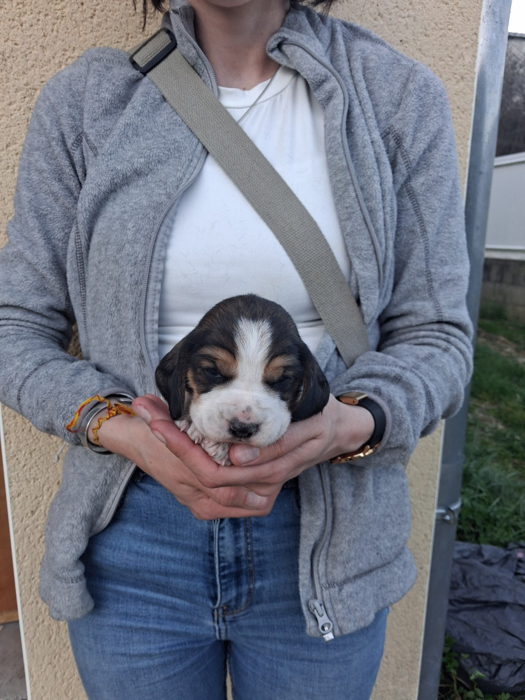Des Meneurs d'Ariege - Chiots disponibles - Beagle