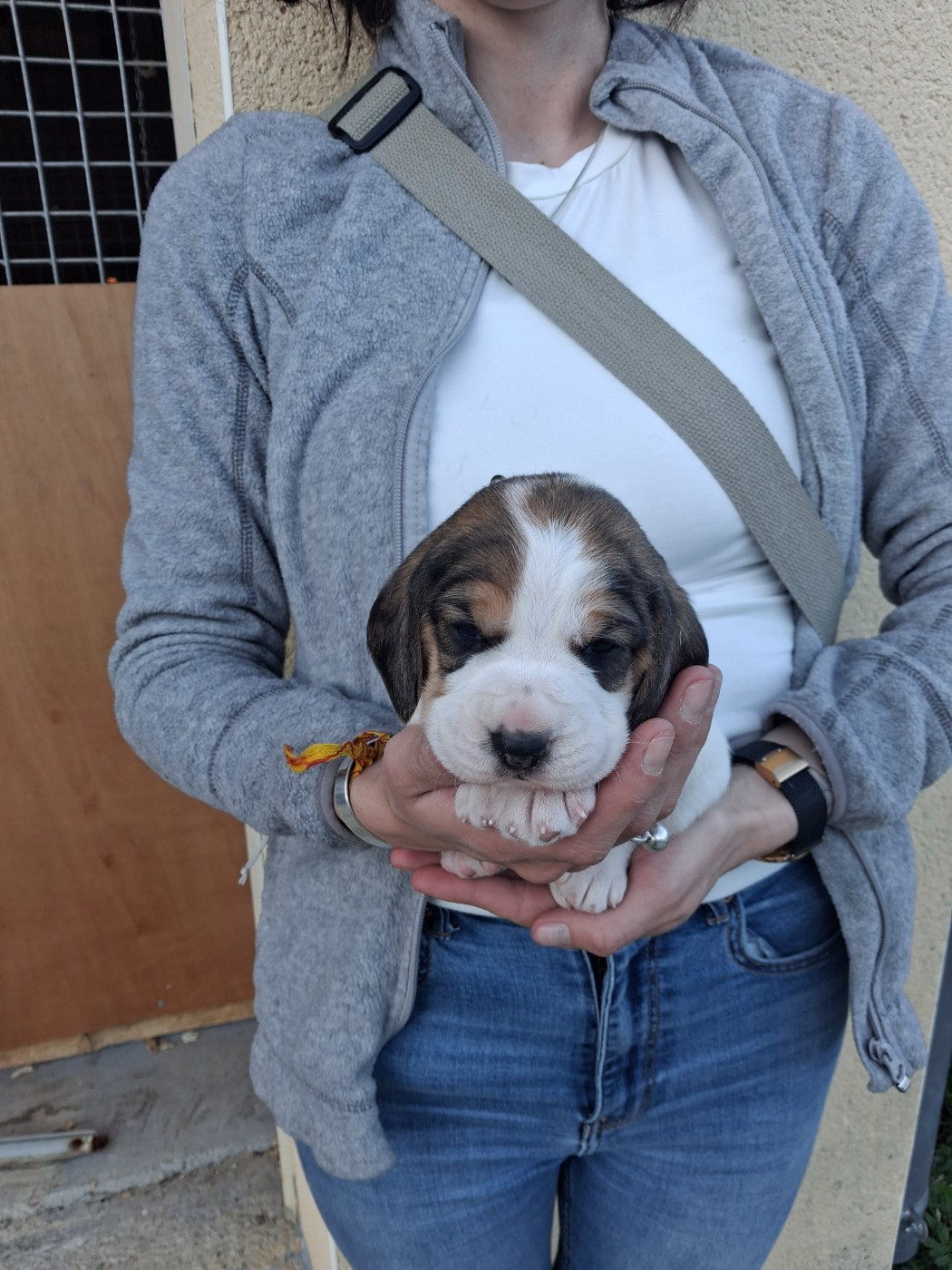 Des Meneurs d'Ariege - Chiots disponibles - Beagle