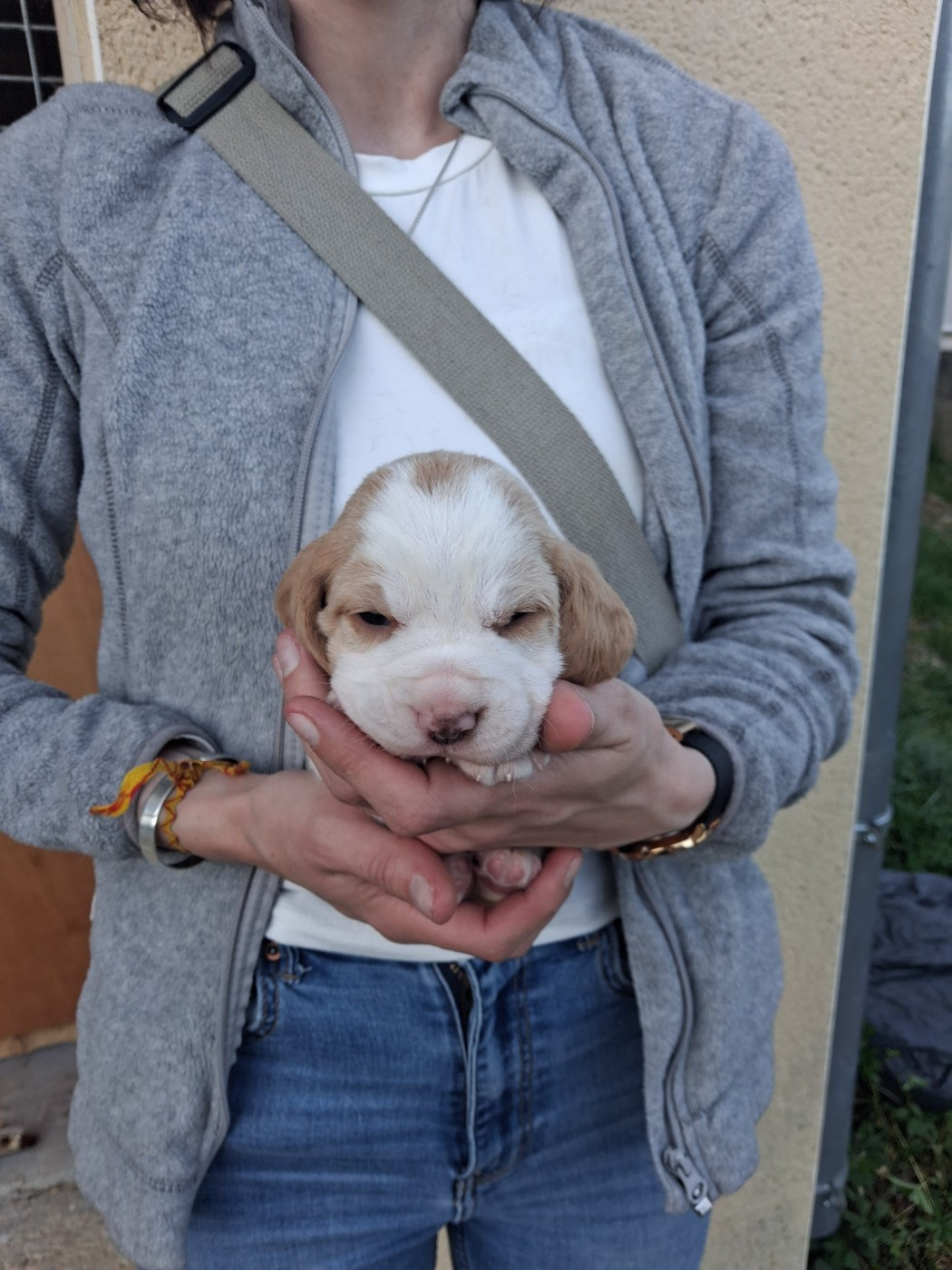 Des Meneurs d'Ariege - Chiots disponibles - Beagle