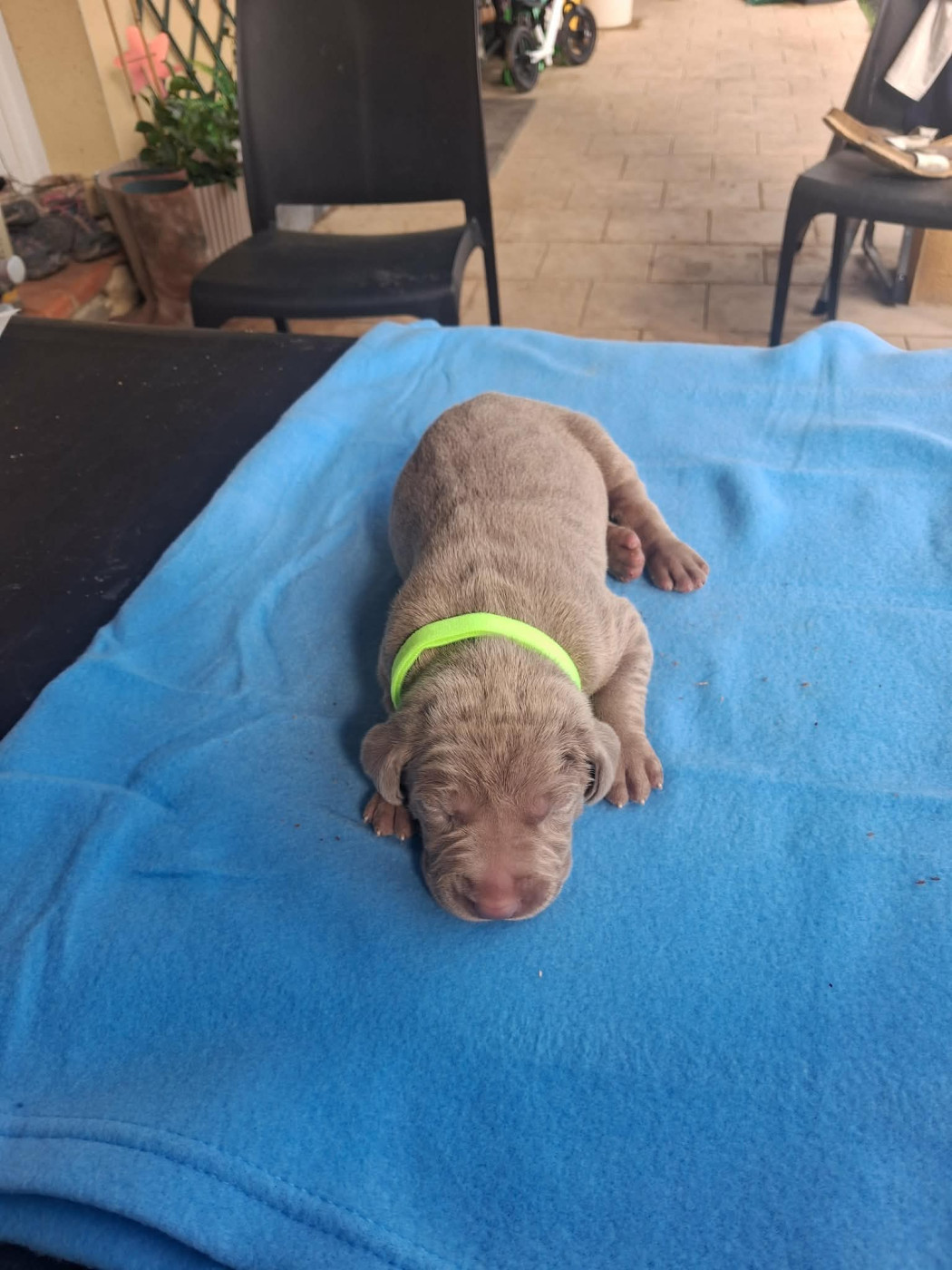 Des Meneurs d'Ariege - Chiots disponibles - Braque de Weimar