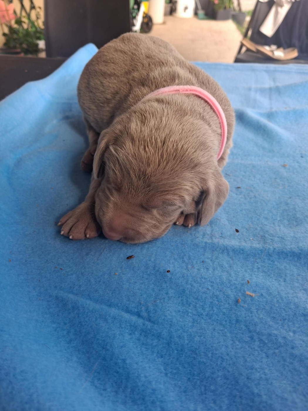Des Meneurs d'Ariege - Chiots disponibles - Braque de Weimar