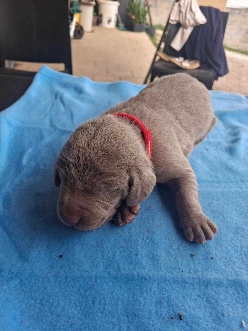 Des Meneurs d'Ariege - Chiots disponibles - Braque de Weimar