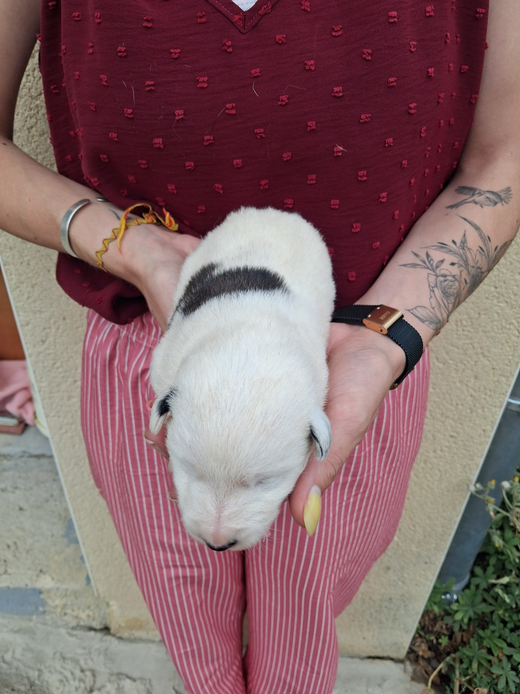 Des Meneurs d'Ariege - Chiots disponibles - Fox Terrier Poil lisse