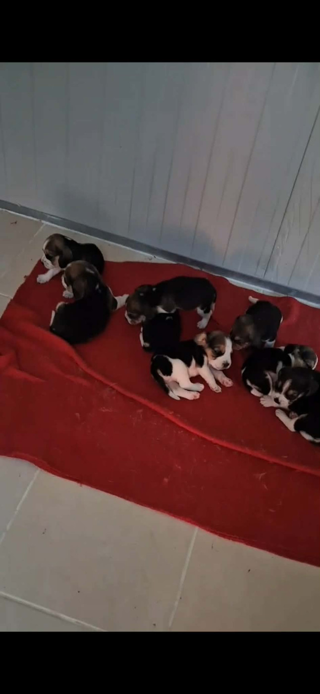 Des Meneurs d'Ariege - Beagle - Portée née le 12/07/2026