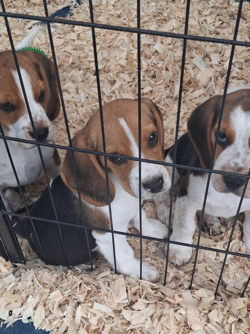 Des Meneurs d'Ariege - Chiots disponibles - Beagle