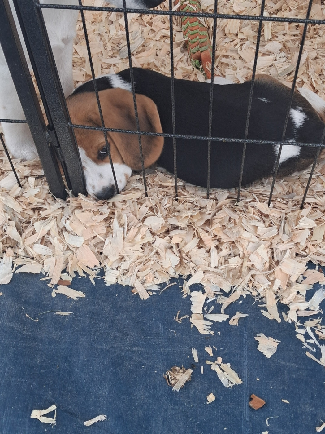 Des Meneurs d'Ariege - Chiots disponibles - Beagle