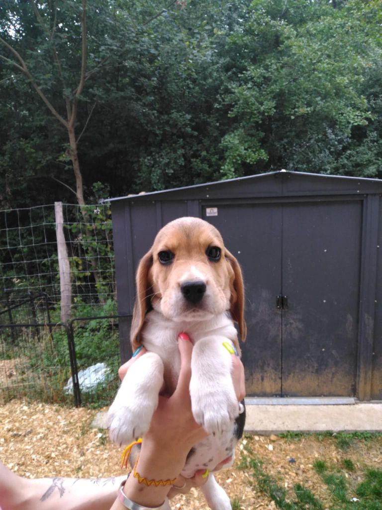 Des Meneurs d'Ariege - Chiots disponibles - Beagle