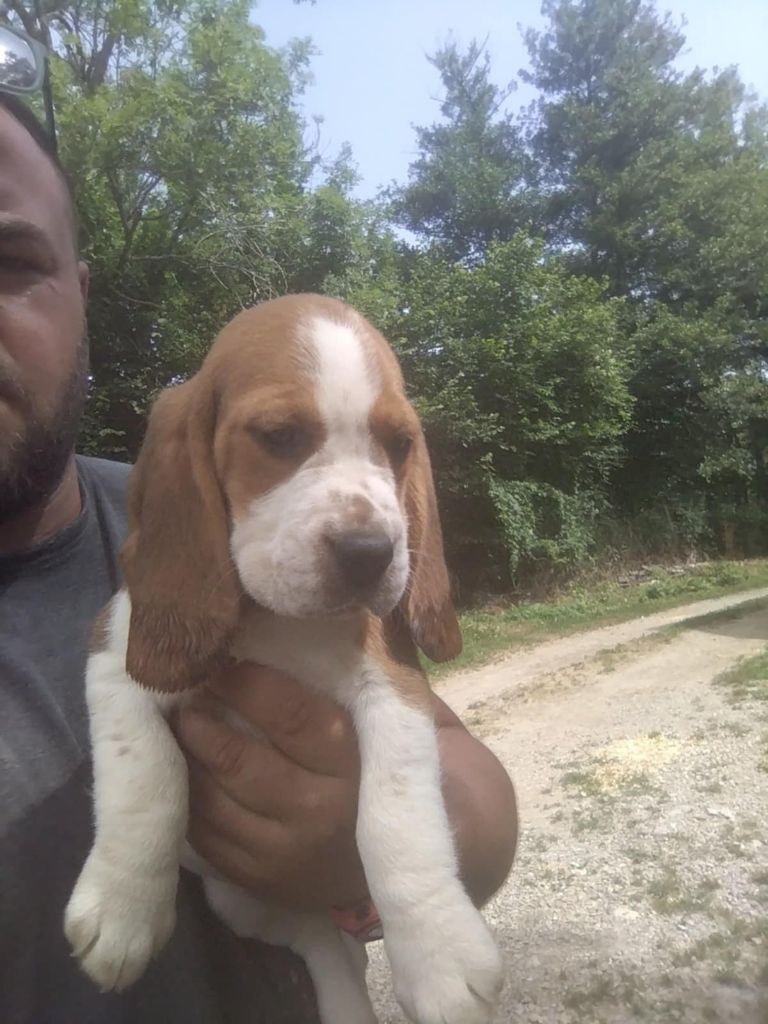 Des Meneurs d'Ariege - Chiots disponibles - Beagle