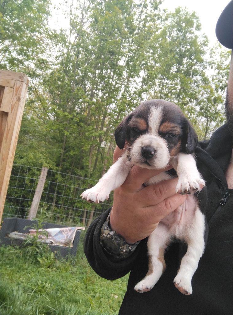 Des Meneurs d'Ariege - Chiots disponibles - Beagle