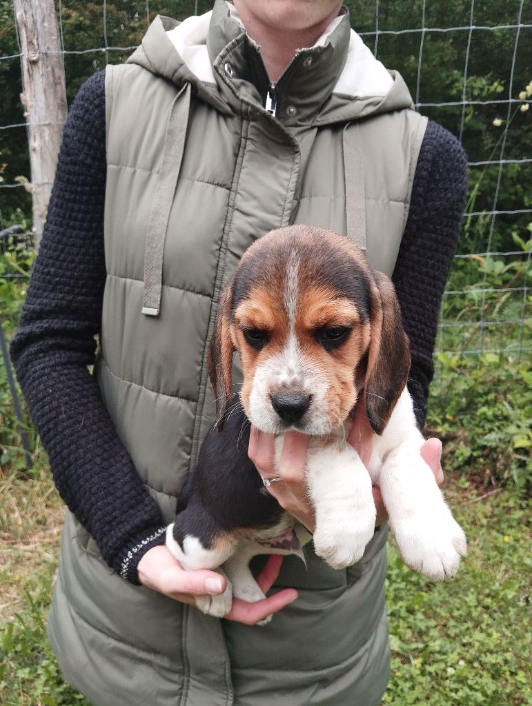Des Meneurs d'Ariege - Chiots disponibles - Beagle