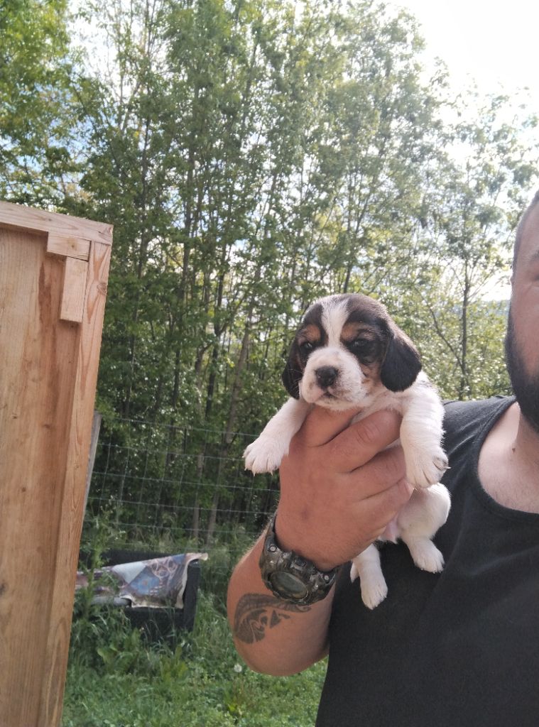 Des Meneurs d'Ariege - Chiots disponibles - Beagle