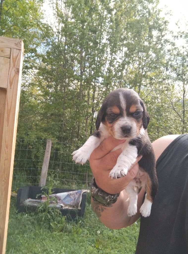 Des Meneurs d'Ariege - Chiots disponibles - Beagle