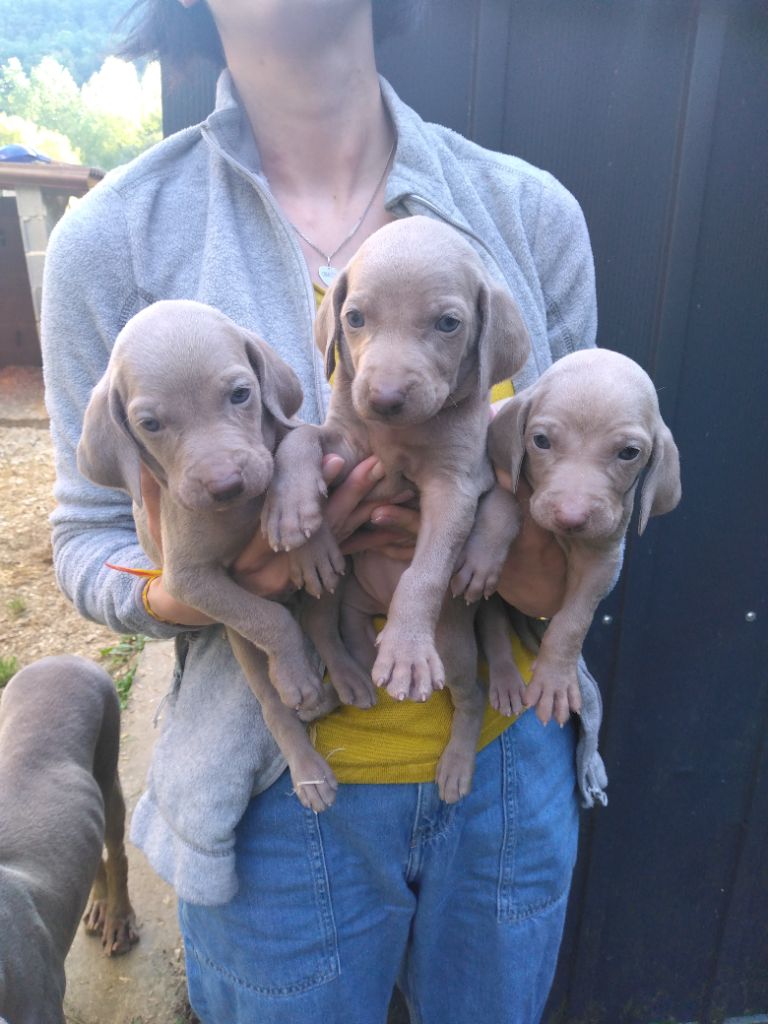 Chiot Braque de Weimar Des Meneurs d'Ariege