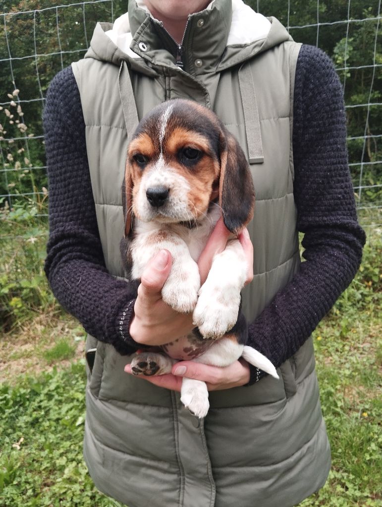 Des Meneurs d'Ariege - Chiots disponibles - Beagle