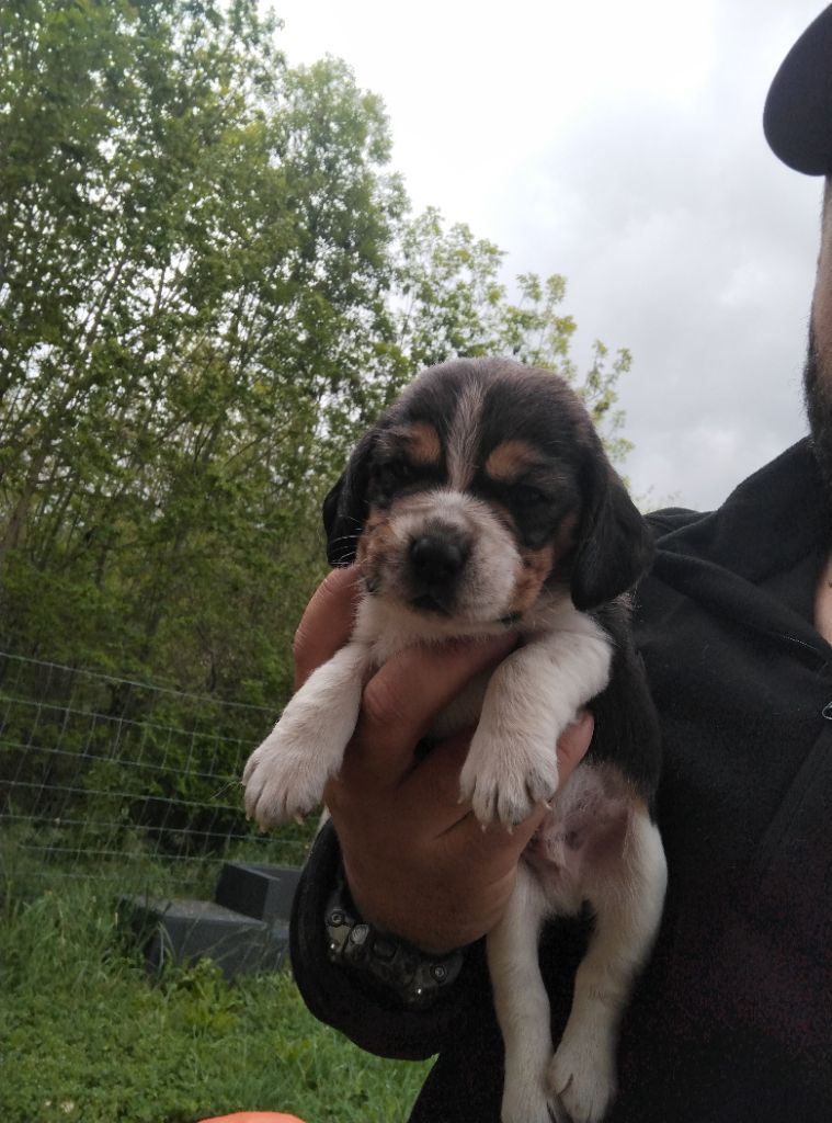 Des Meneurs d'Ariege - Chiots disponibles - Beagle