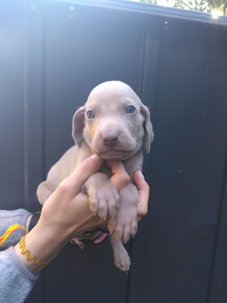 Des Meneurs d'Ariege - Chiots disponibles - Braque de Weimar