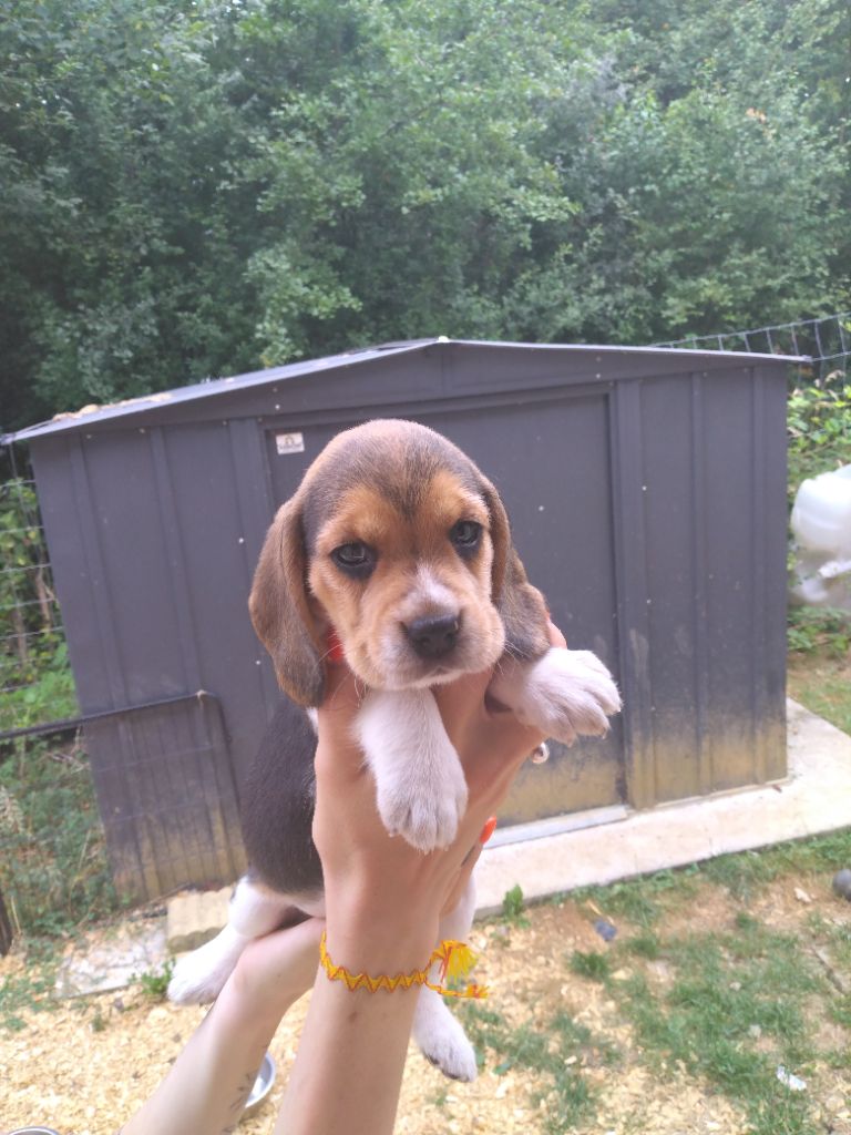 Des Meneurs d'Ariege - Chiots disponibles - Beagle