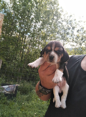 CHIOT