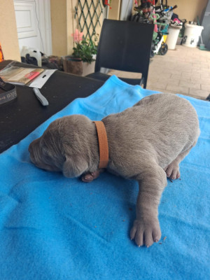 Chiot N°1
