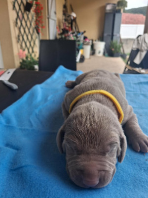 Chiot N°2